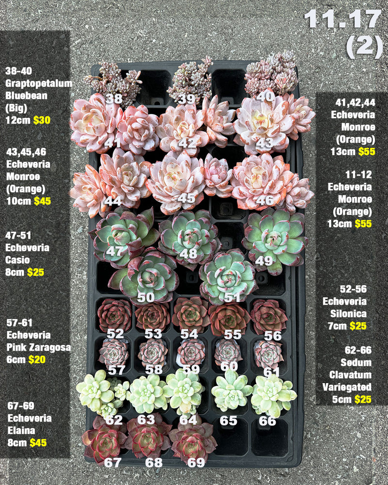 11.17 (2) Korean Rare Succulents One-of-Kind