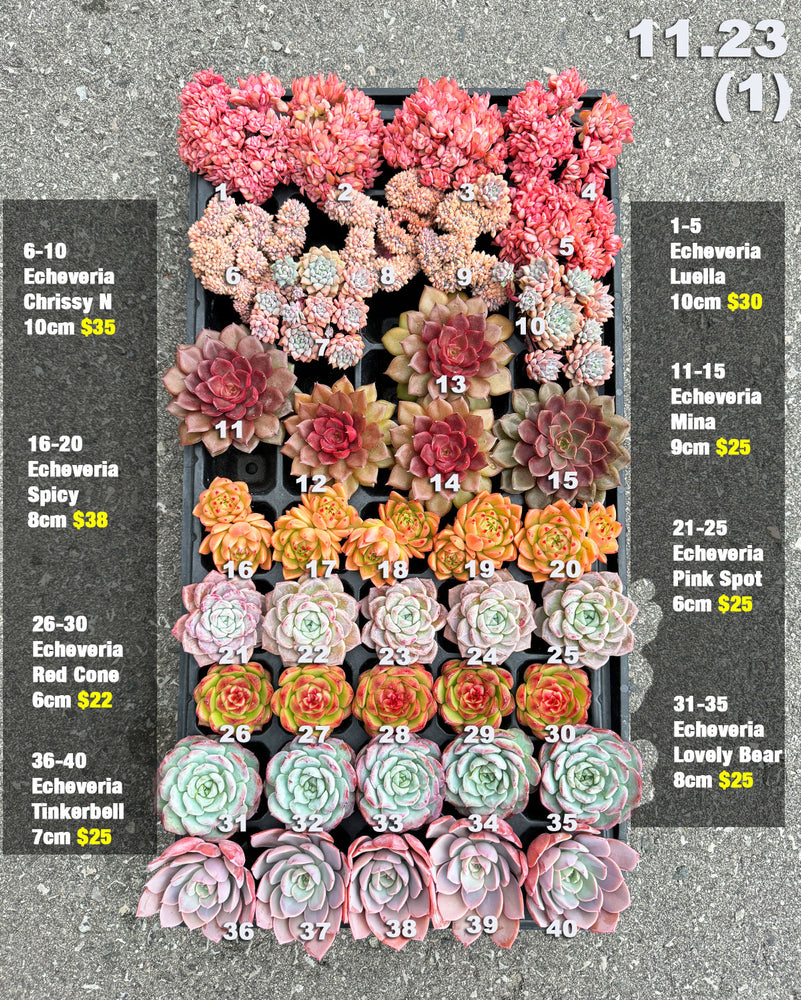 11.23(1) Korean Rare Succulents One-of-Kind