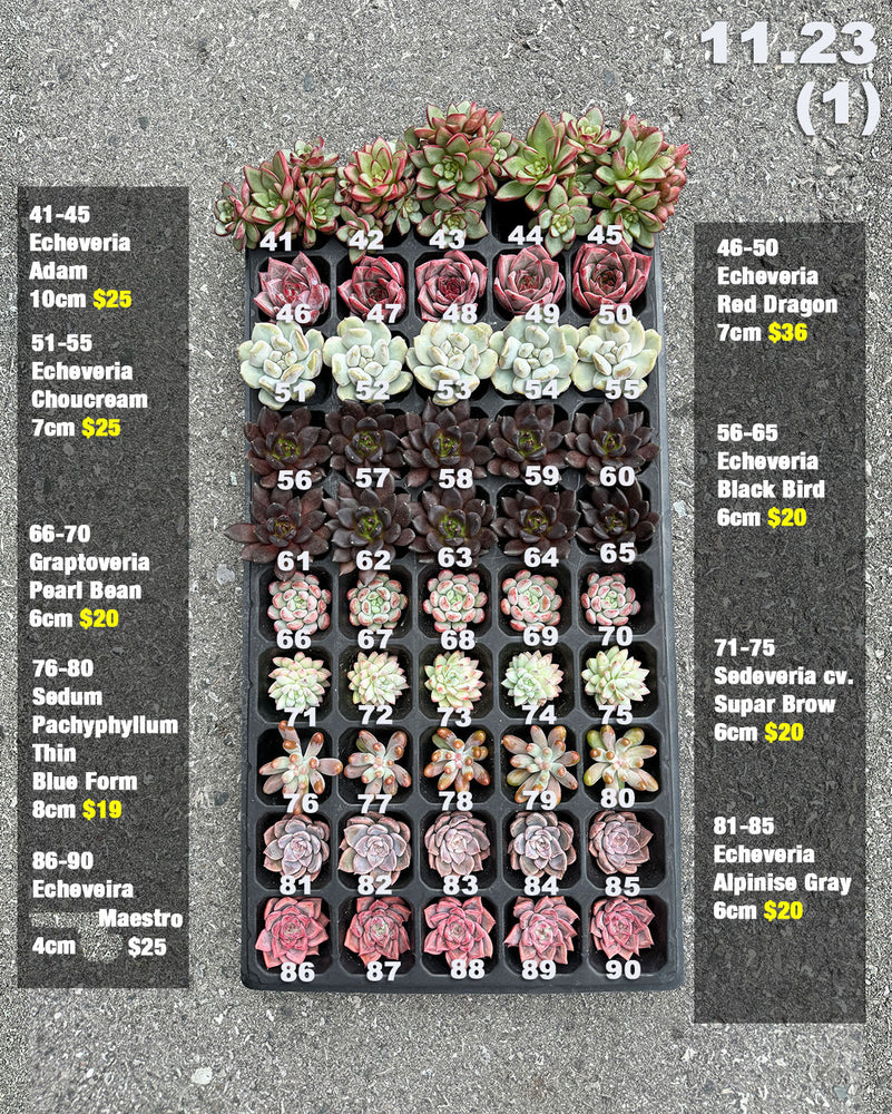 11.23(1) Korean Rare Succulents One-of-Kind