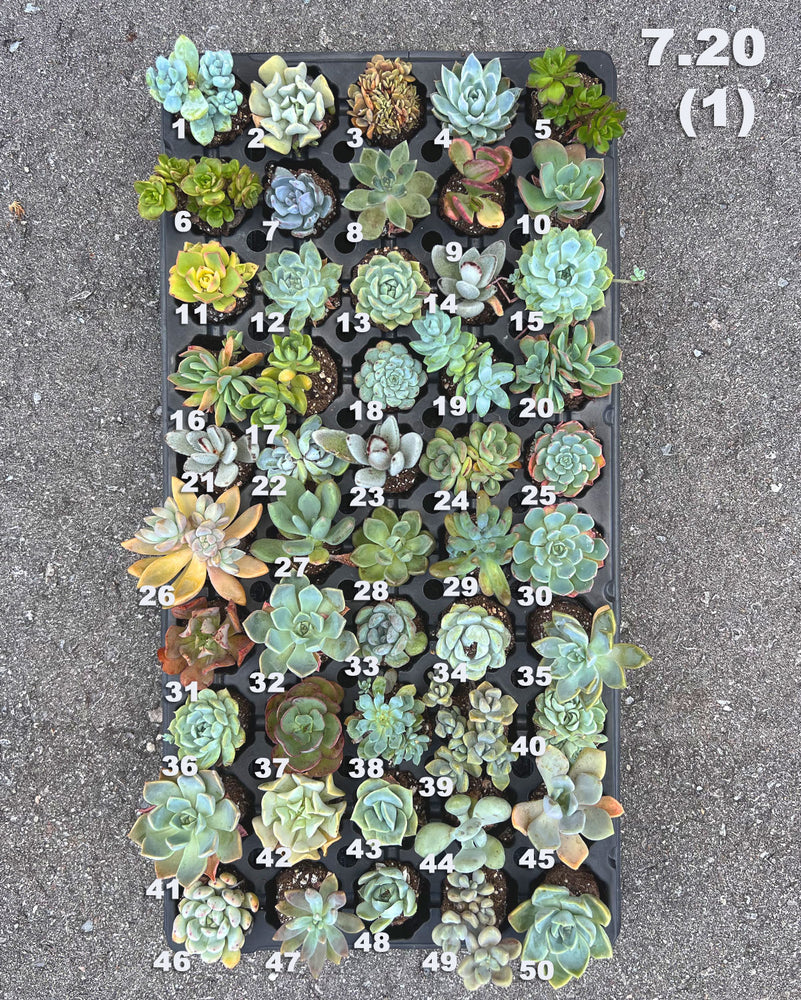 7.20 (1)(2) Baby/Small Local Succulents (1-100)