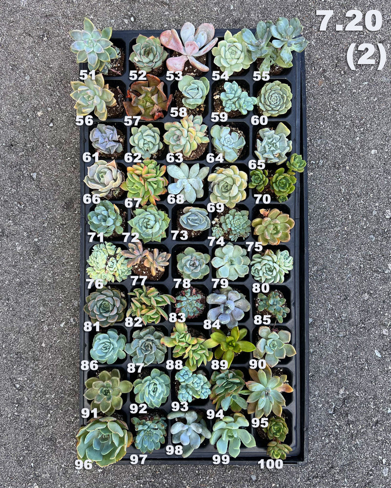 7.20 (1)(2) Baby/Small Local Succulents (1-100)