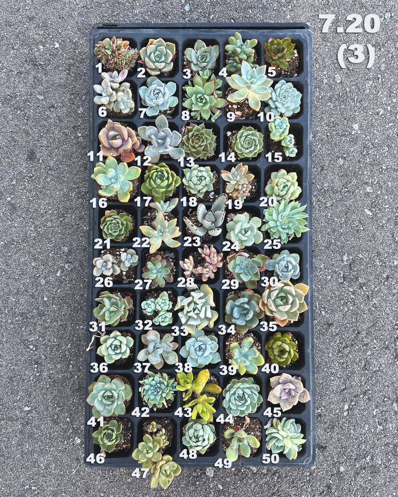 7.20(3)(4) Baby/Small Local Succulents (1-100)