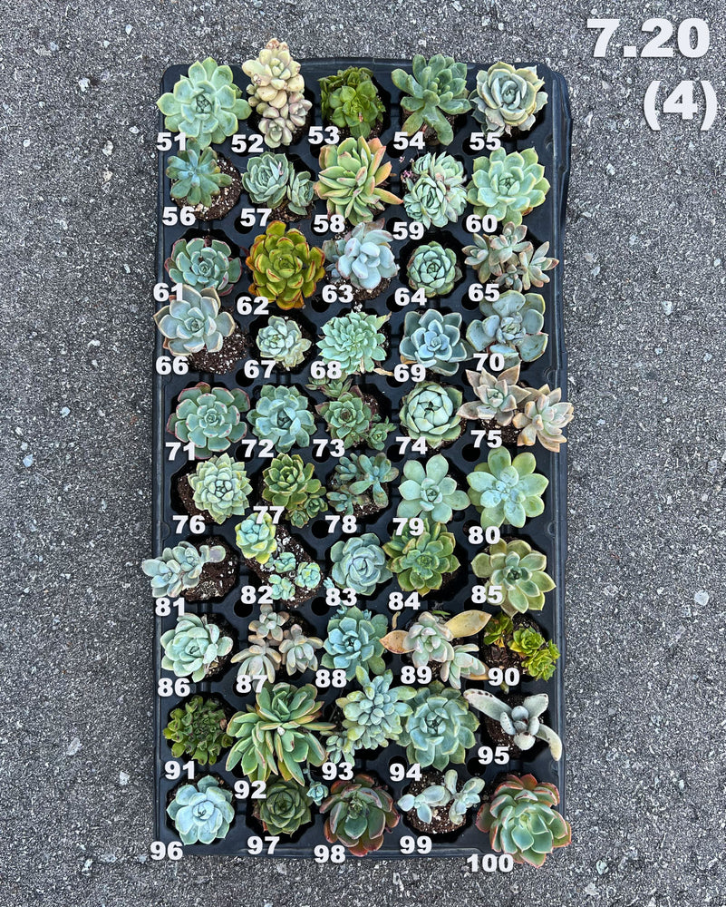 7.20(3)(4) Baby/Small Local Succulents (1-100)