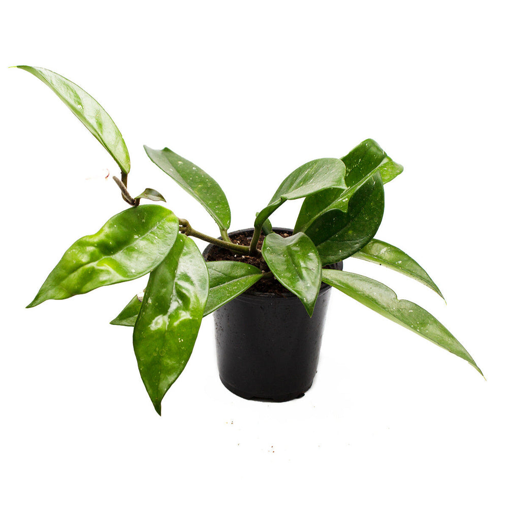 Hoya Carnosa Silver Flake