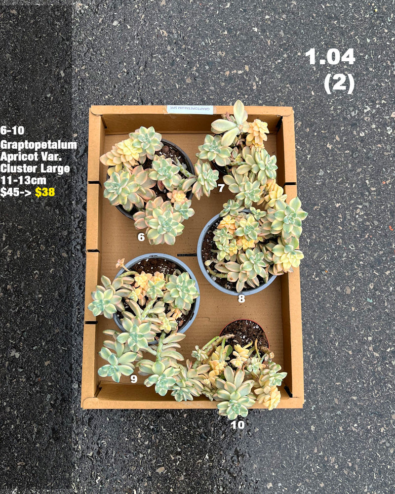 
                
                    Load image into Gallery viewer, 1.04 (1)(2) Korean Rare Succulents One-of-Kind
                
            
