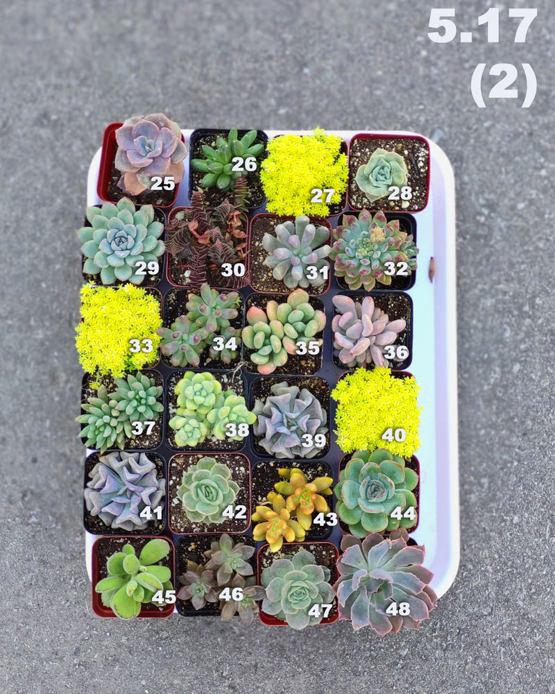 5.17 (1)(2)(3)(4) Local Succulents Premium One-of-Kind