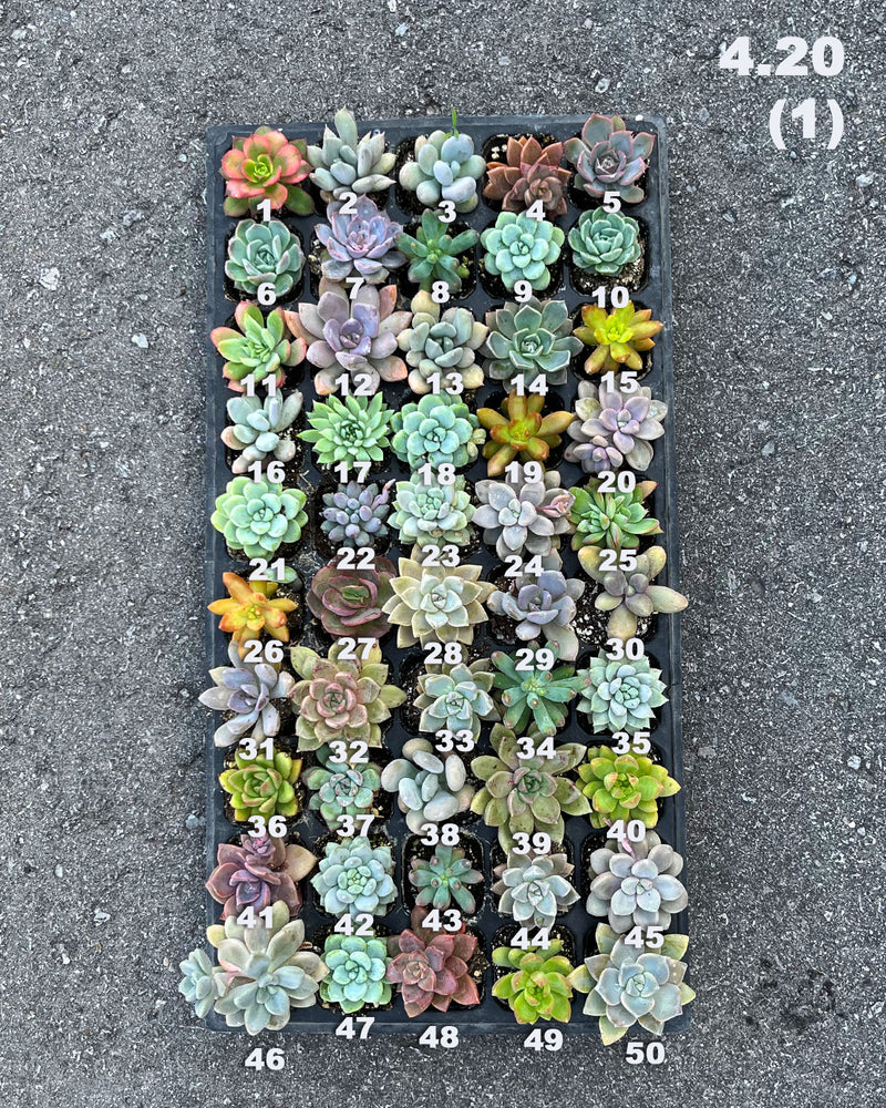 4.20 (1)(2) Baby/Small Local Succulents (1-100)