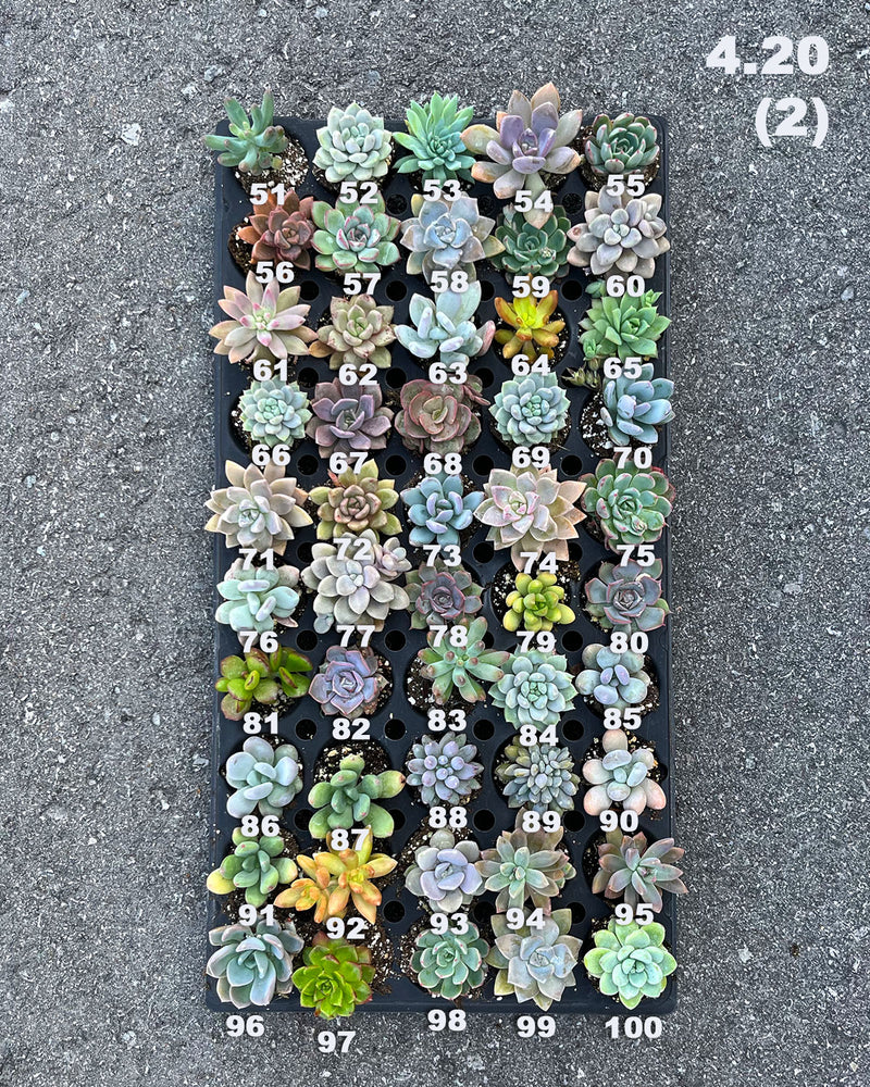 4.20 (1)(2) Baby/Small Local Succulents (1-100)