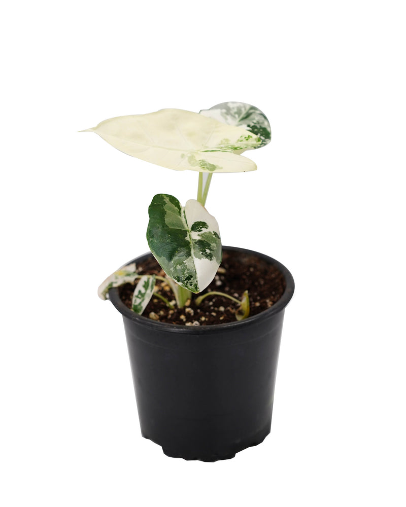 Alocasia Frydek Var