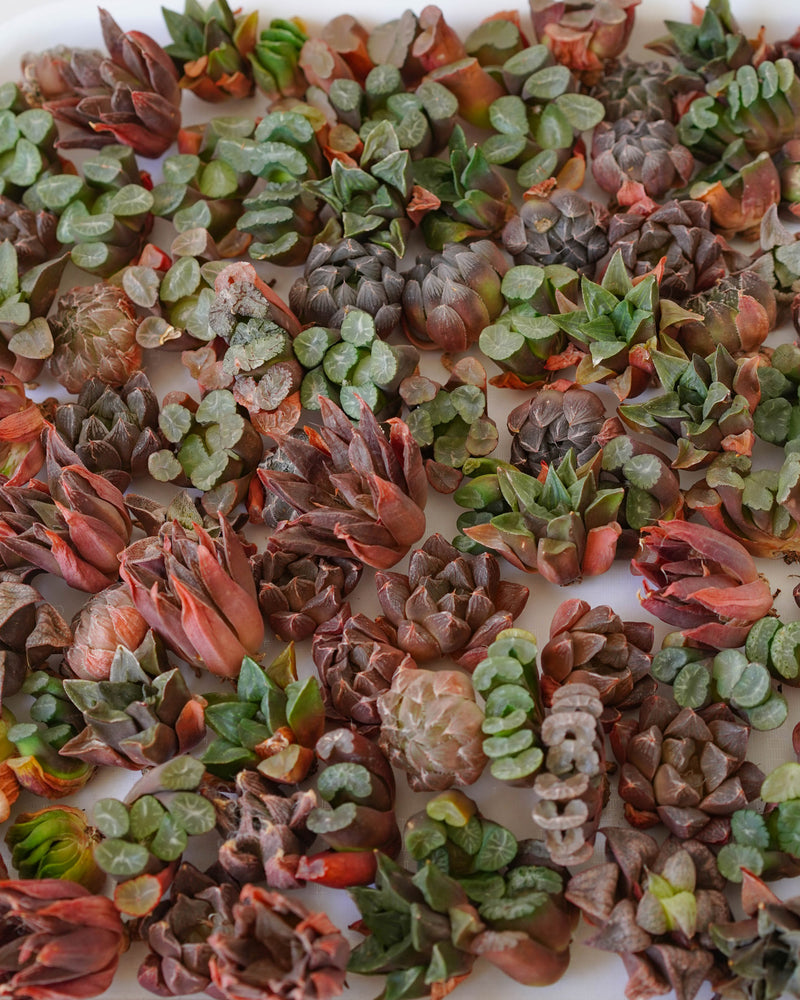 Rare Haworthia Bundle