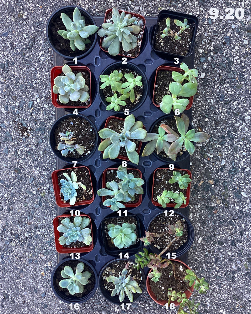 Discounted Local Succulents One-of-Kind
