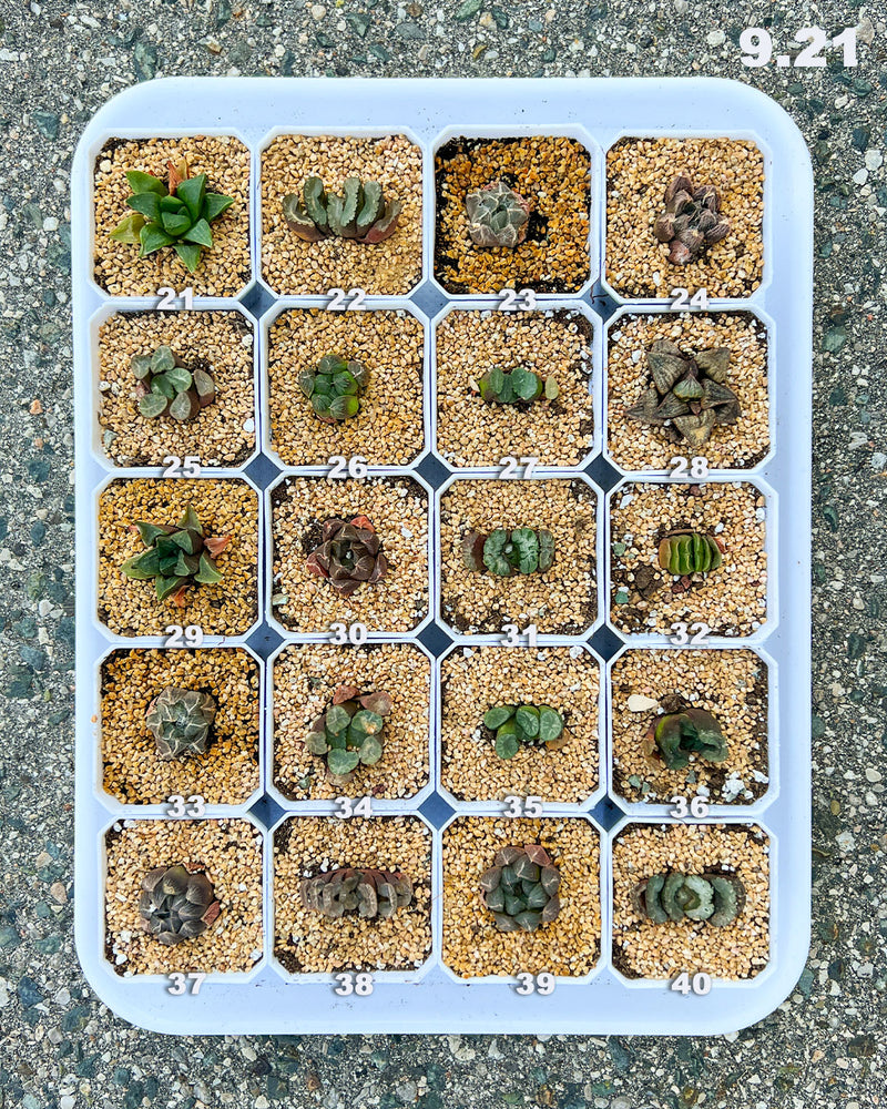 9.21 Premium Rare Haworthia