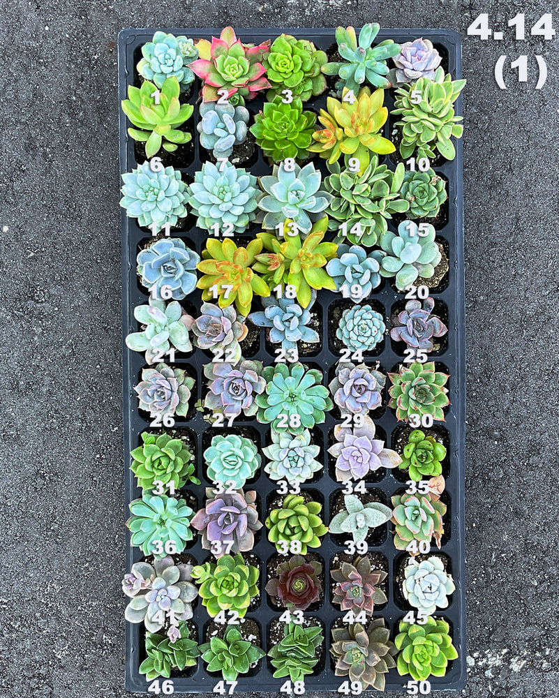 4.14 (1) Baby/Small Local Succulents (1-100)