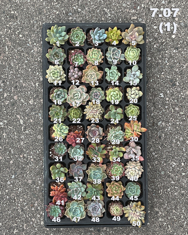 6.07 (1)(2) Baby/Small Local Succulents (1-100)
