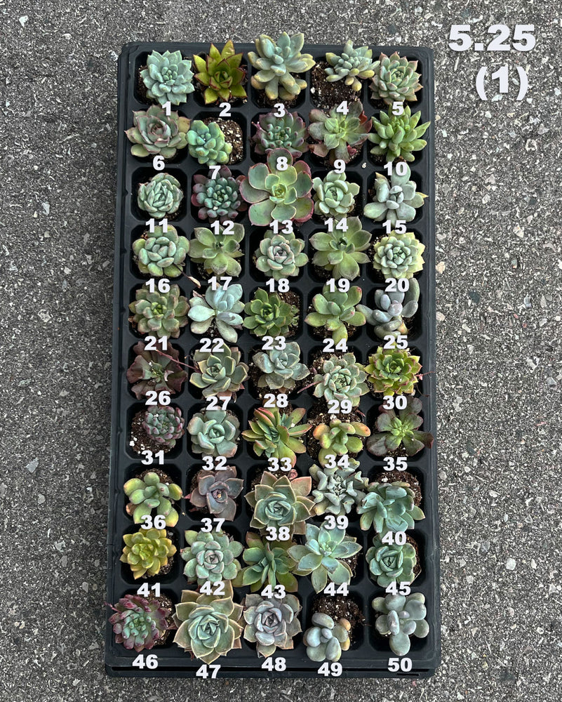 5.25 (1)(2) Baby/Small Local Succulents (1-100)