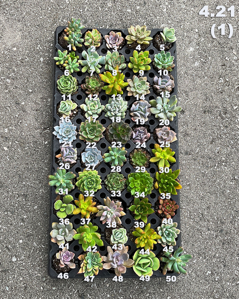 4.21 (1) Baby/Small Local Succulents (1-100)