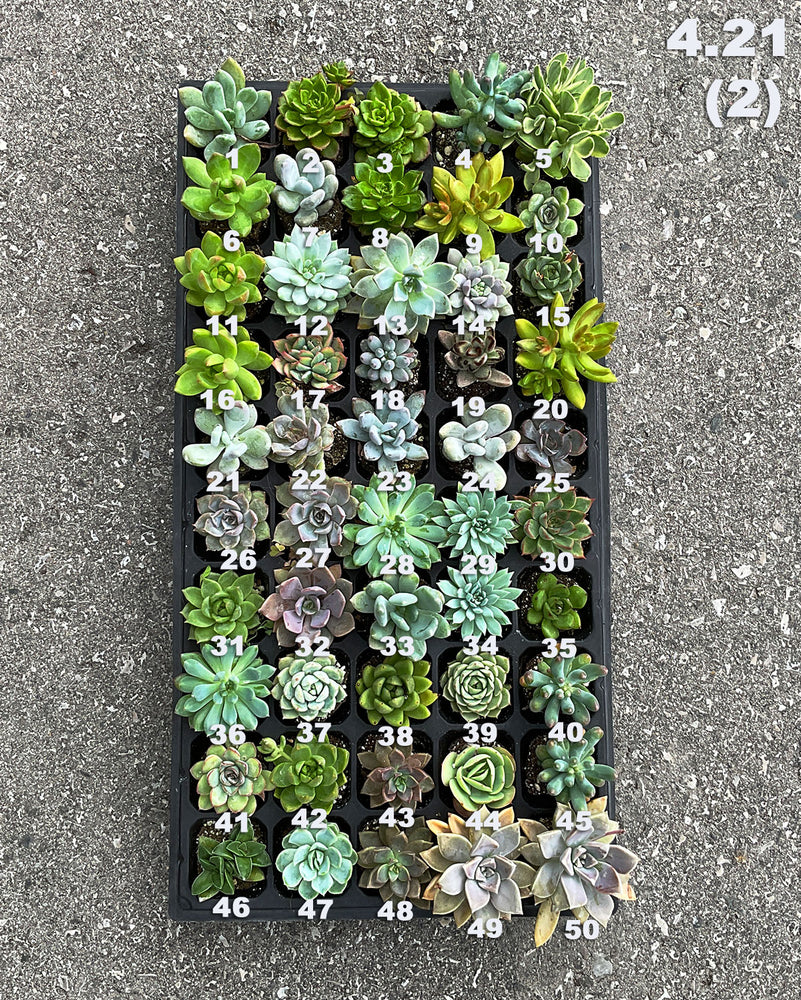 4.21 (2) Baby/Small Local Succulents (1-100)