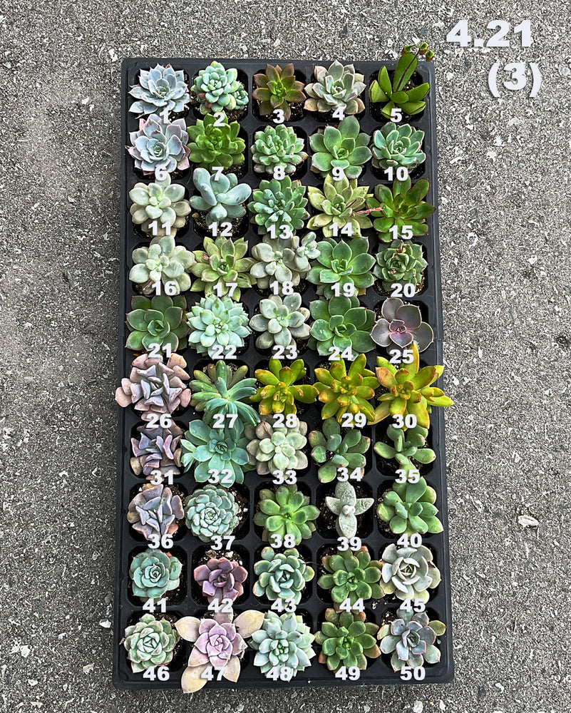 4.21 (3) Baby/Small Local Succulents (1-100)