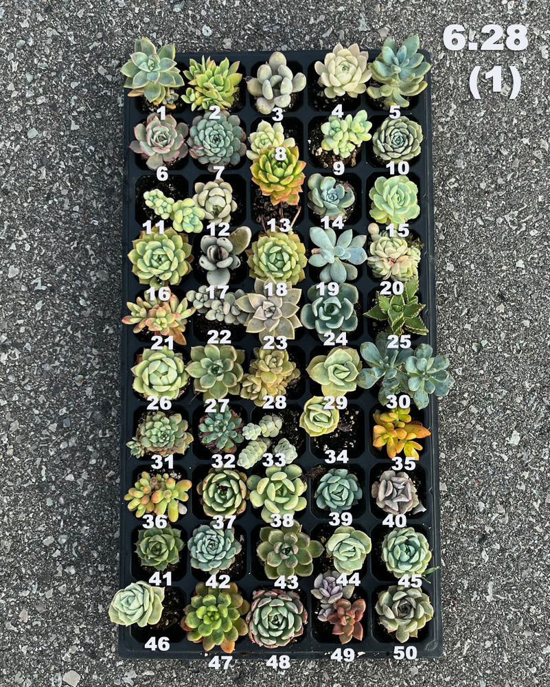 6.28 (1)(2) Baby/Small Local Succulents (1-100)