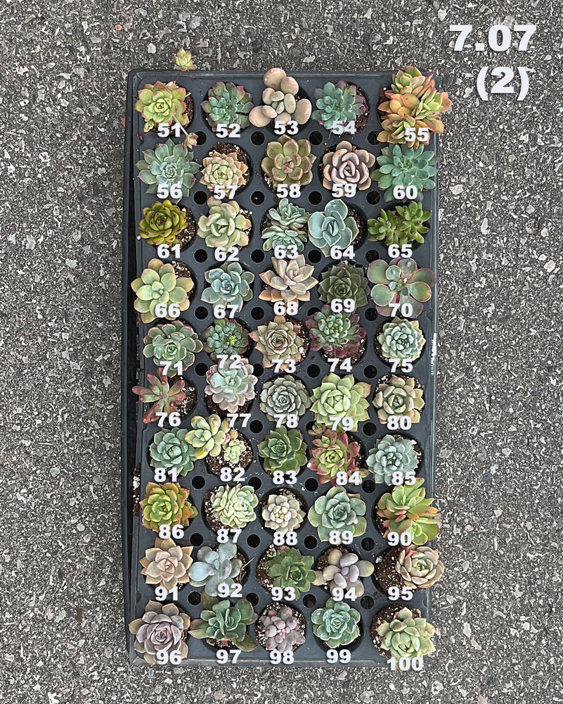 6.07 (1)(2) Baby/Small Local Succulents (1-100)