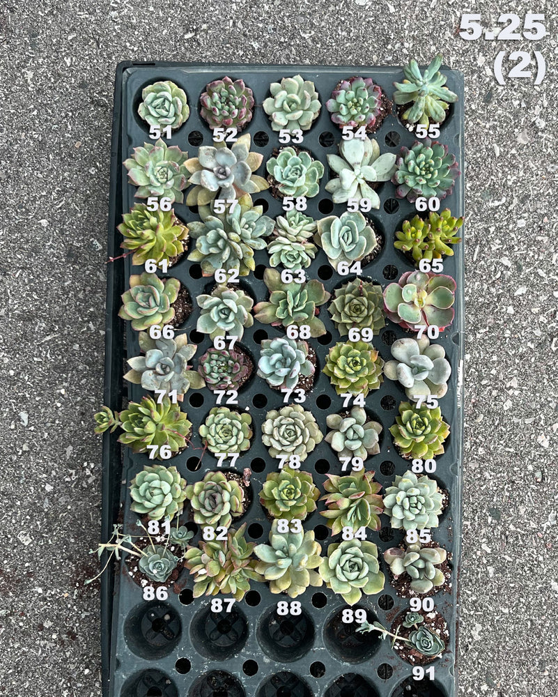 5.25 (1)(2) Baby/Small Local Succulents (1-100)