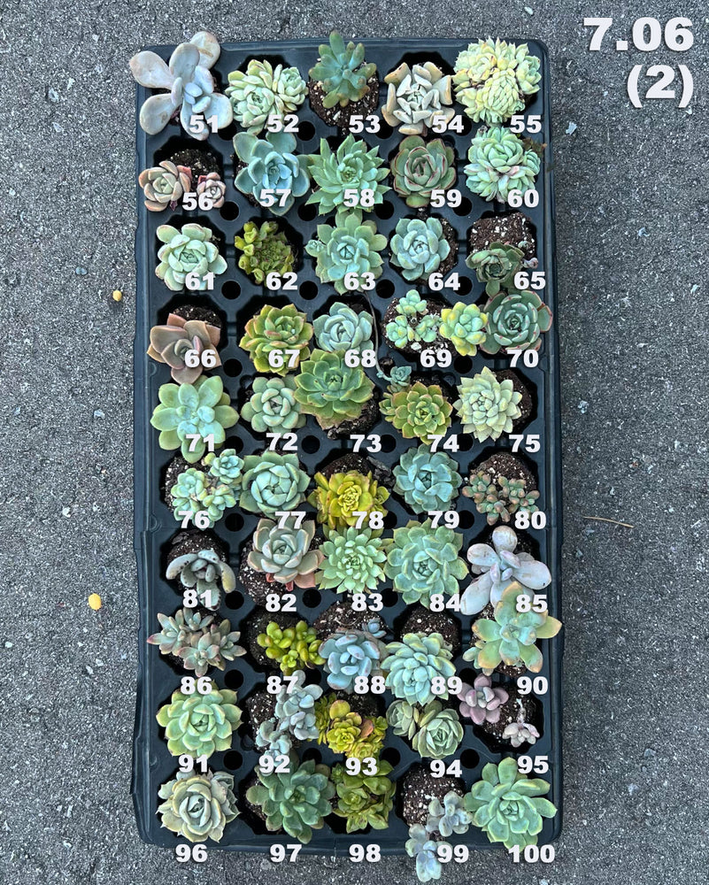 7.06 (1)(2) Baby/Small Local Succulents (1-100)