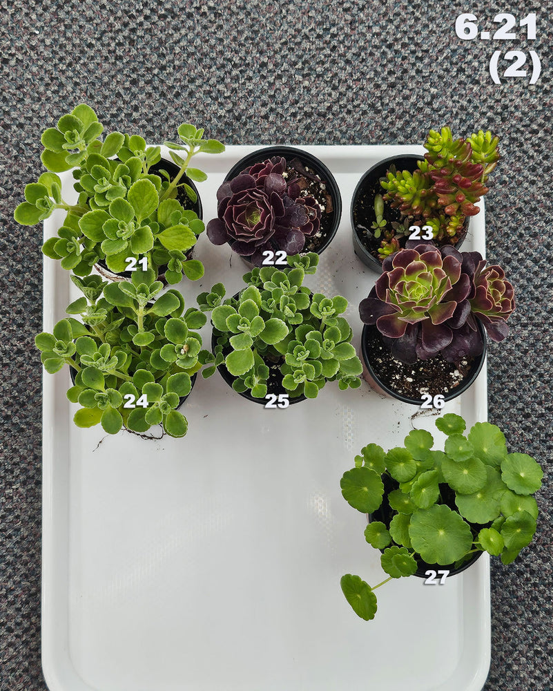 6.21 (1)(2) Local Succulents Premium One-of-Kind
