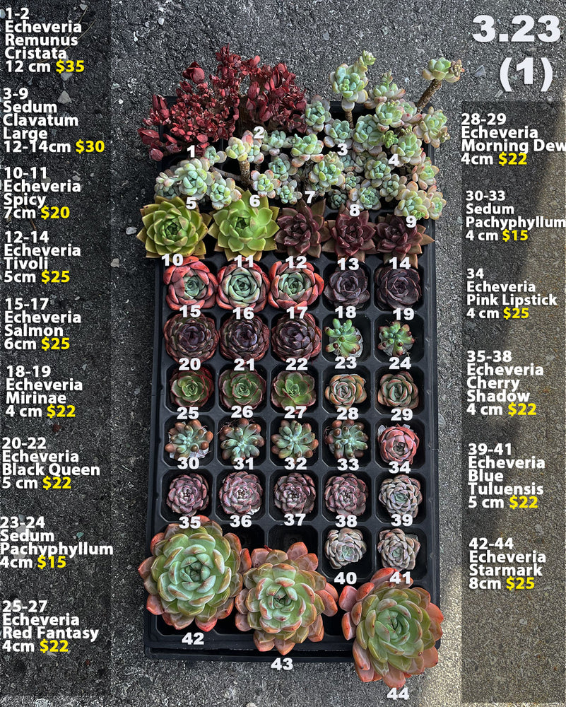 3.23 (1)(2) Korean Rare Succulents One-of-Kind
