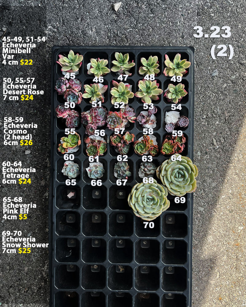 3.23 (1)(2) Korean Rare Succulents One-of-Kind
