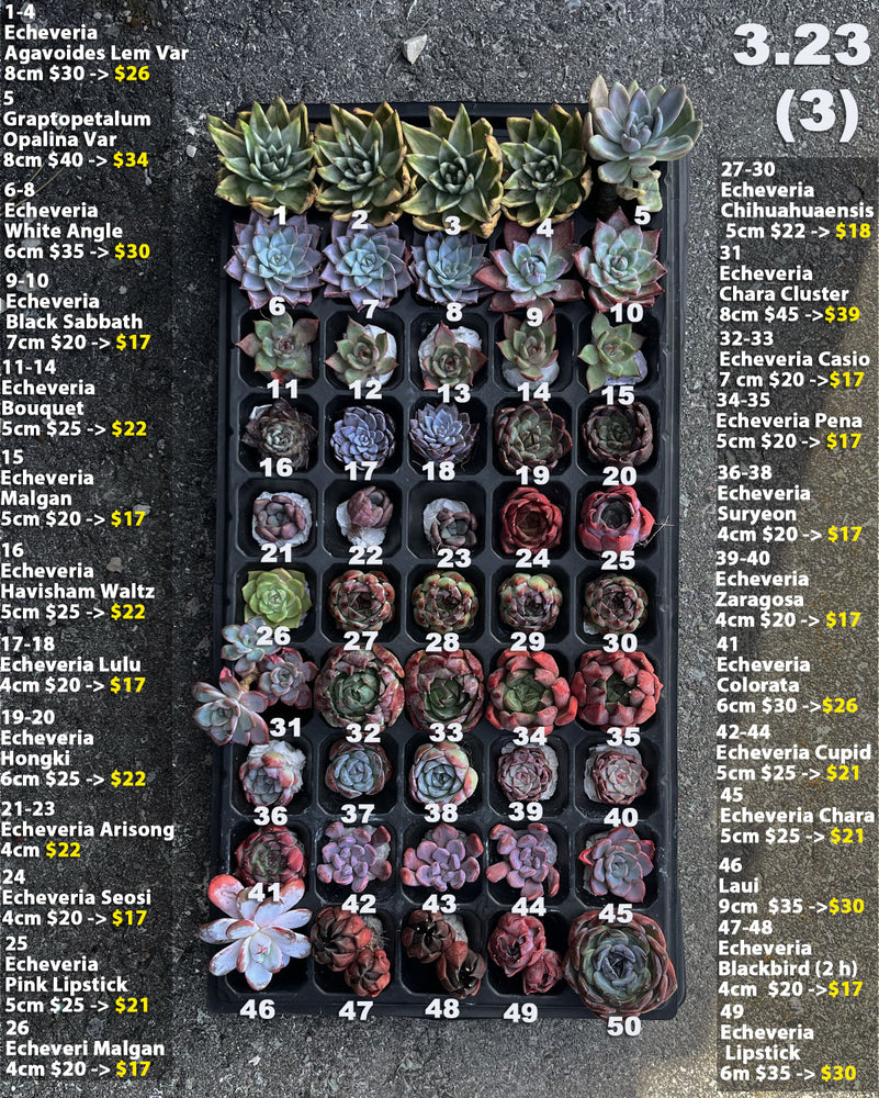3.23 (3)(4) Korean Rare Succulents One-of-Kind
