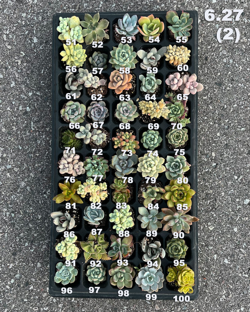 6.27 (1)(2) Baby/Small Local Succulents (1-100)