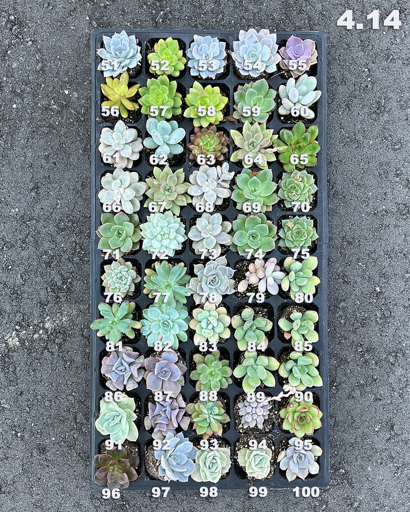 4.14 (1) Baby/Small Local Succulents (1-100)