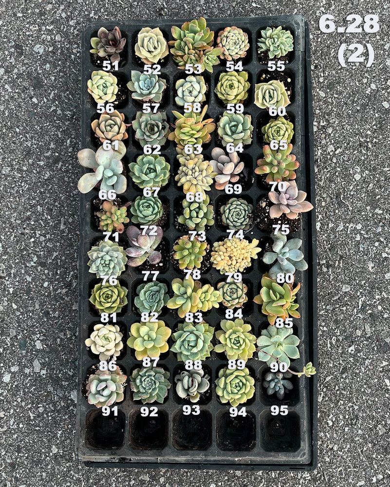 6.28 (1)(2) Baby/Small Local Succulents (1-100)