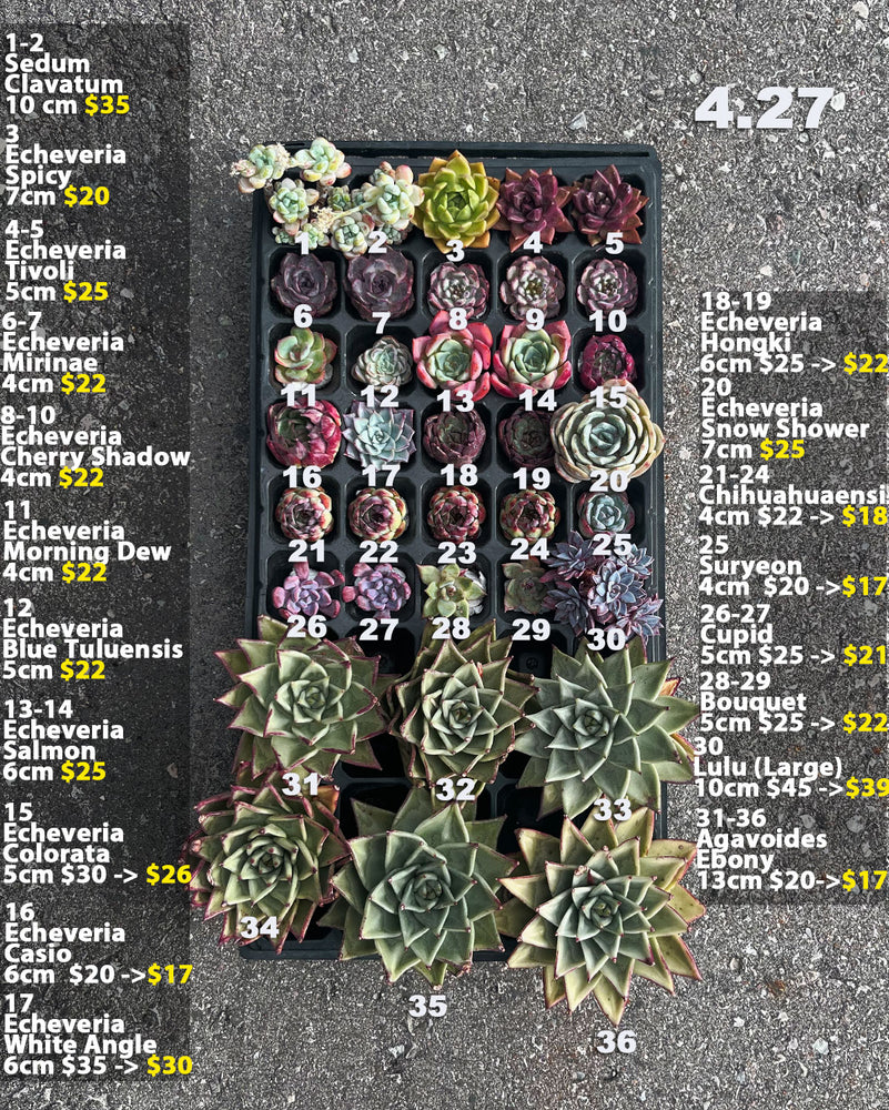 4.30 (2) Korean Rare Succulents One-of-Kind