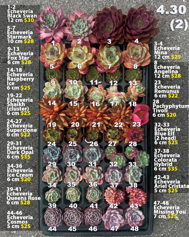 4.30 (2) Korean Rare Succulents One-of-Kind