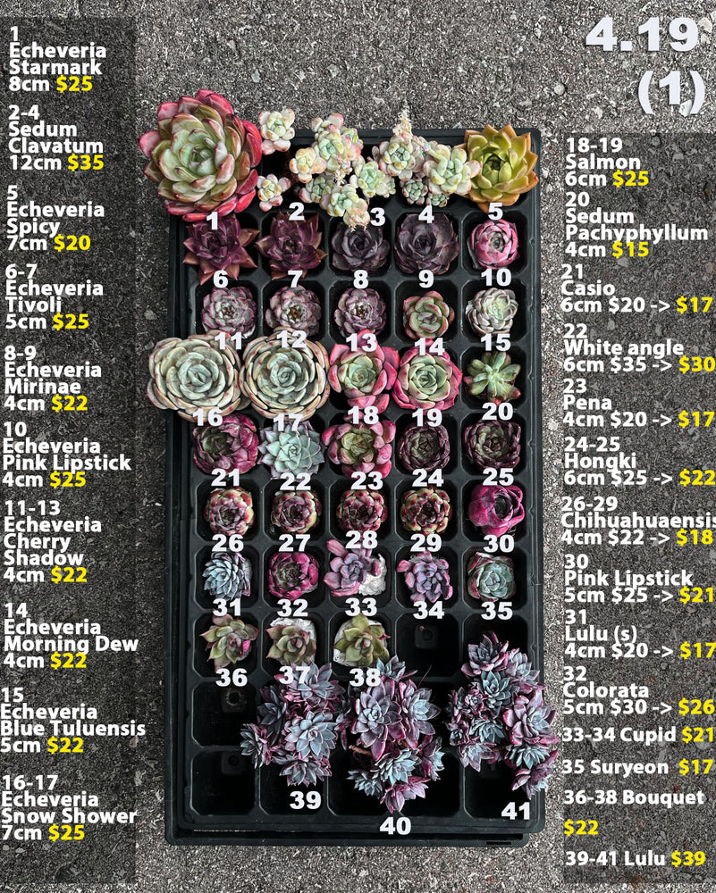 4.19 (1)(2) Korean Rare Succulents One-of-Kind