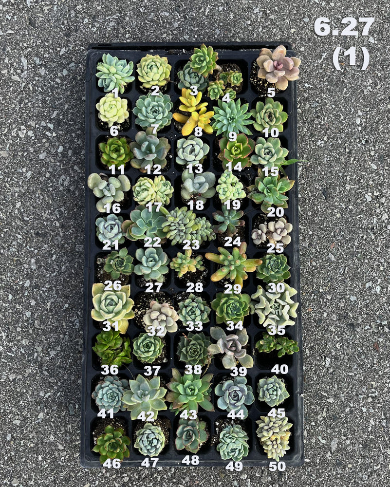 6.27 (1)(2) Baby/Small Local Succulents (1-100)