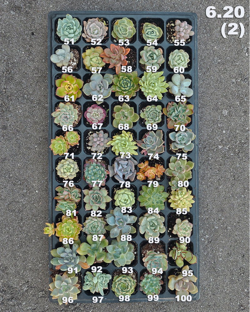 6.20 (1)(2) Baby/Small Local Succulents (1-100)