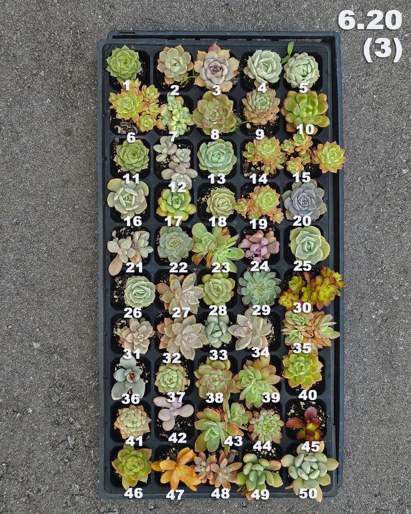 6.20 (3)(4) Baby/Small Local Succulents (1-100)