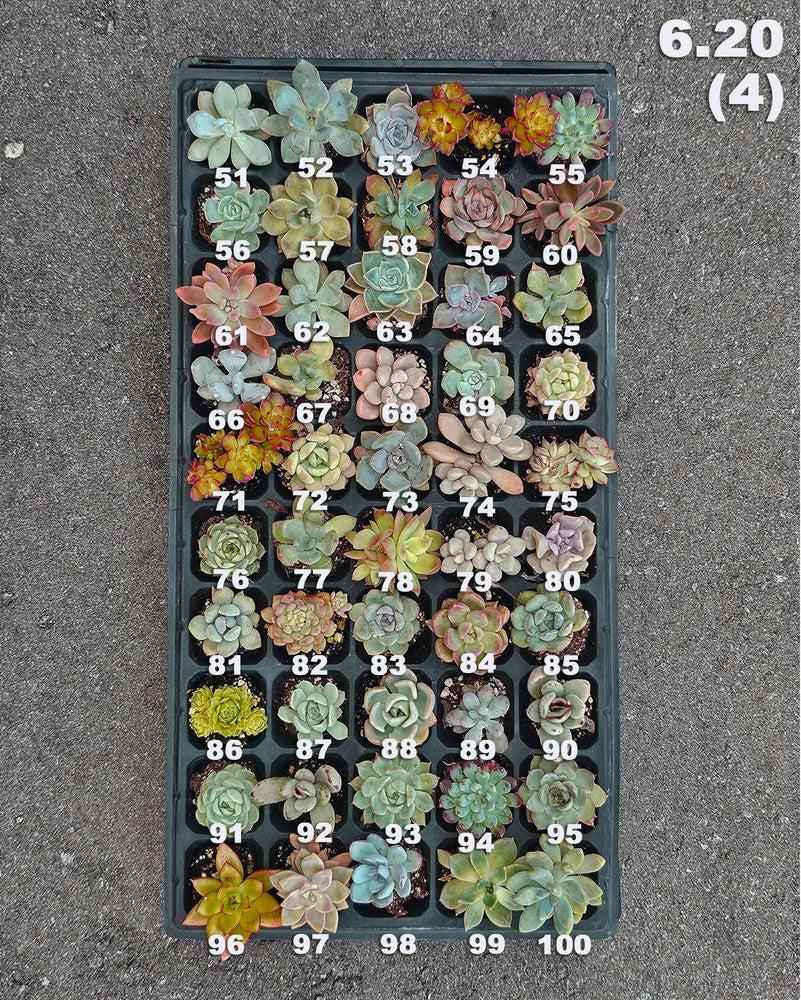 6.20 (3)(4) Baby/Small Local Succulents (1-100)