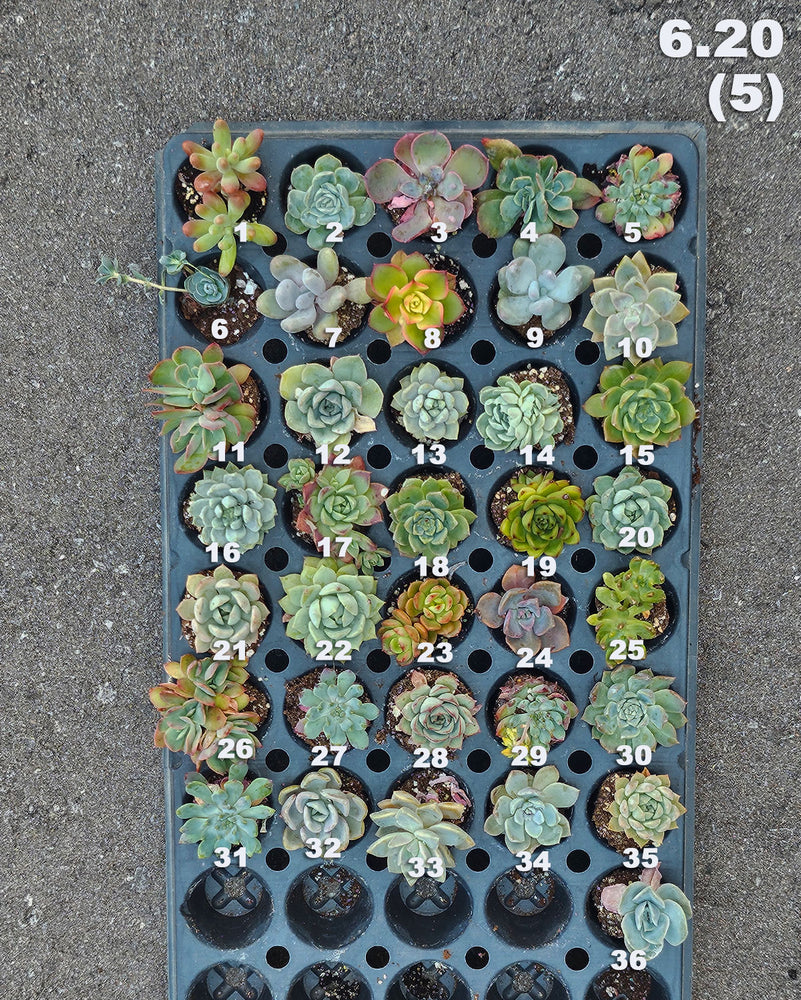 6.20 (5) Baby/Small Local Succulents (1-36)