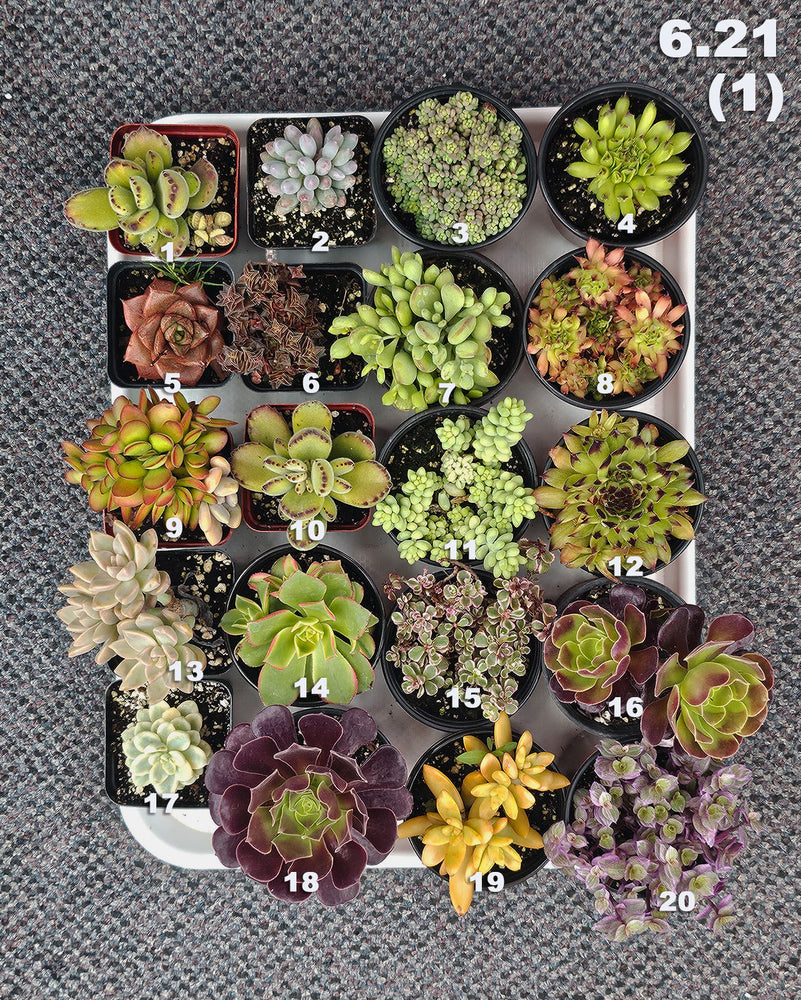 6.21 (1)(2) Local Succulents Premium One-of-Kind