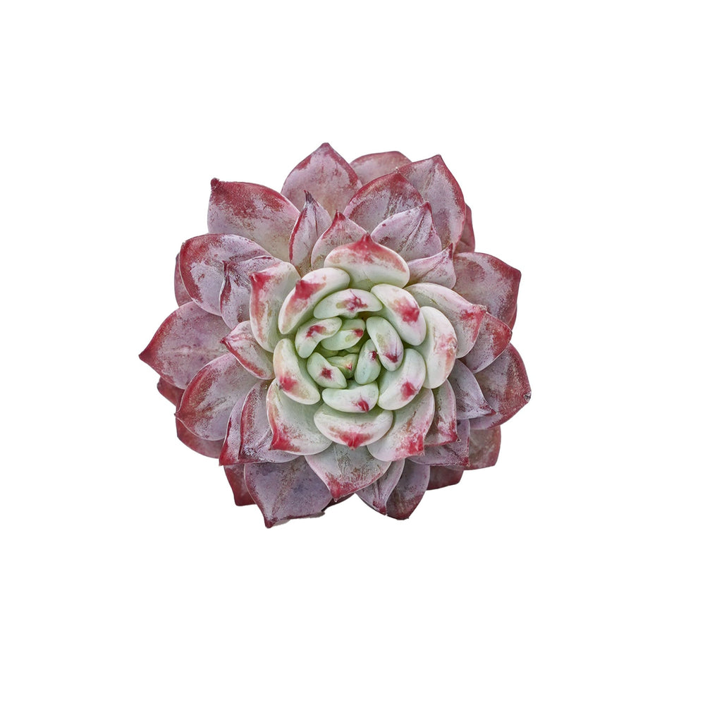 Echeveria Havisham's Waltz