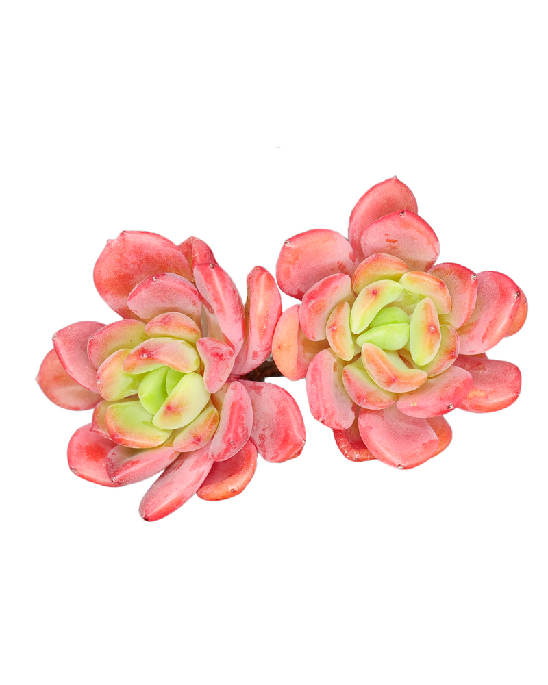 Echeveria Tetra Gem
