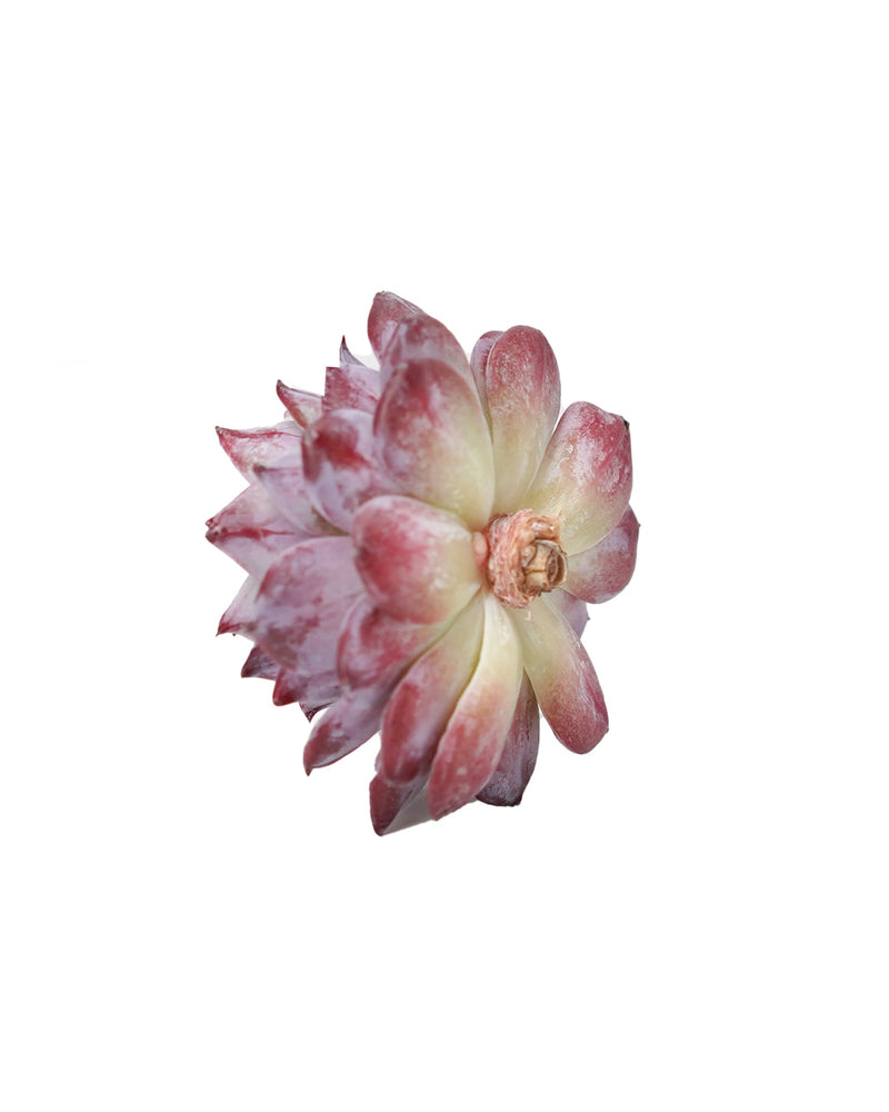 Echeveria Havisham's Waltz