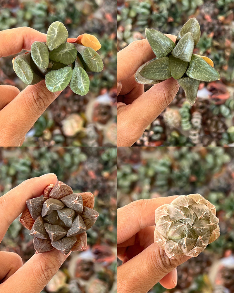 Rare Haworthia Bundle