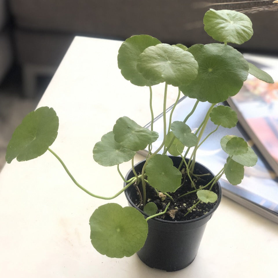 
                
                    Load image into Gallery viewer, Whorled Umbrella Plant
                
            