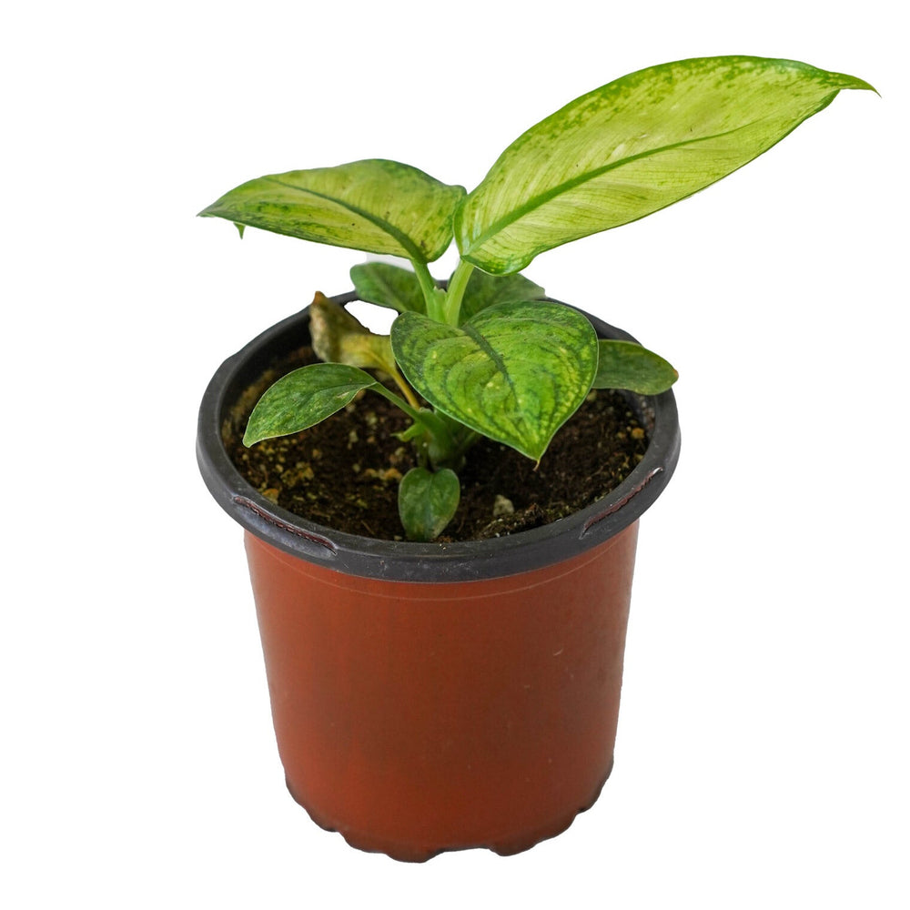 Diefrenbachia