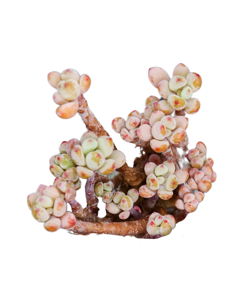 Echeveria Amoena Microcalyx