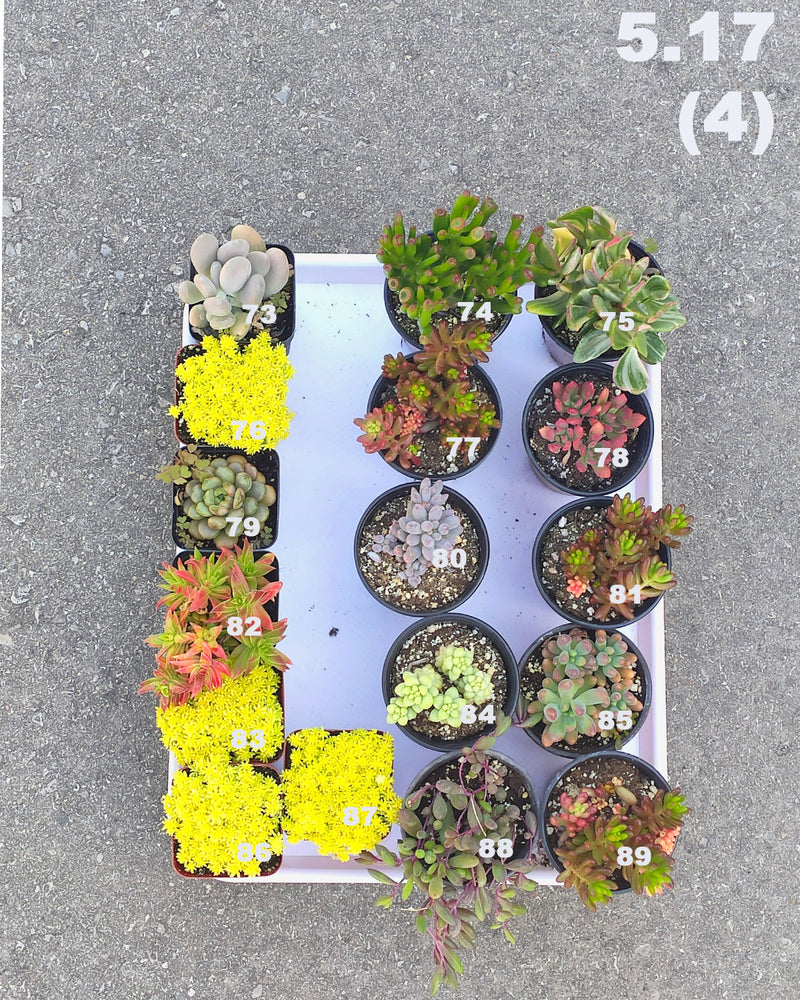 5.17 (1)(2)(3)(4) Local Succulents Premium One-of-Kind